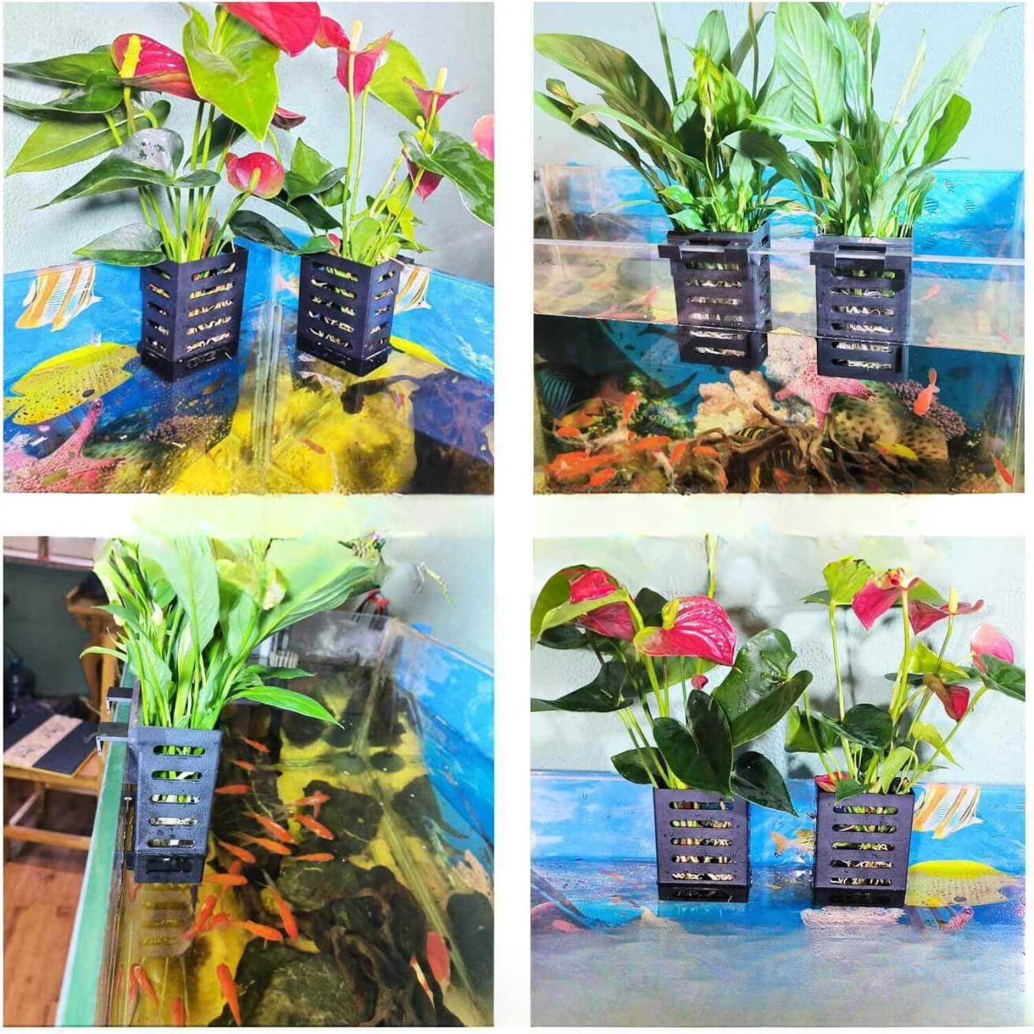 hydroponic water pots with plants in aquarium